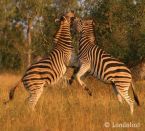 Londolozi,  N�he Kr�ger Nationalpark